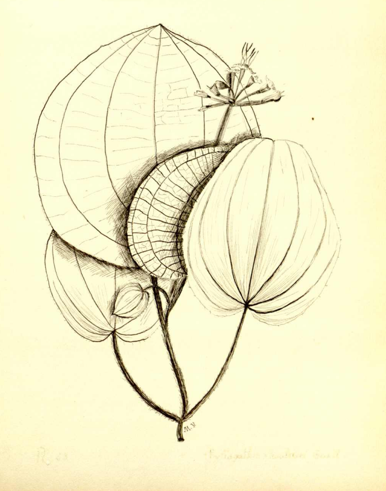 Phyllagathis cavaleriei