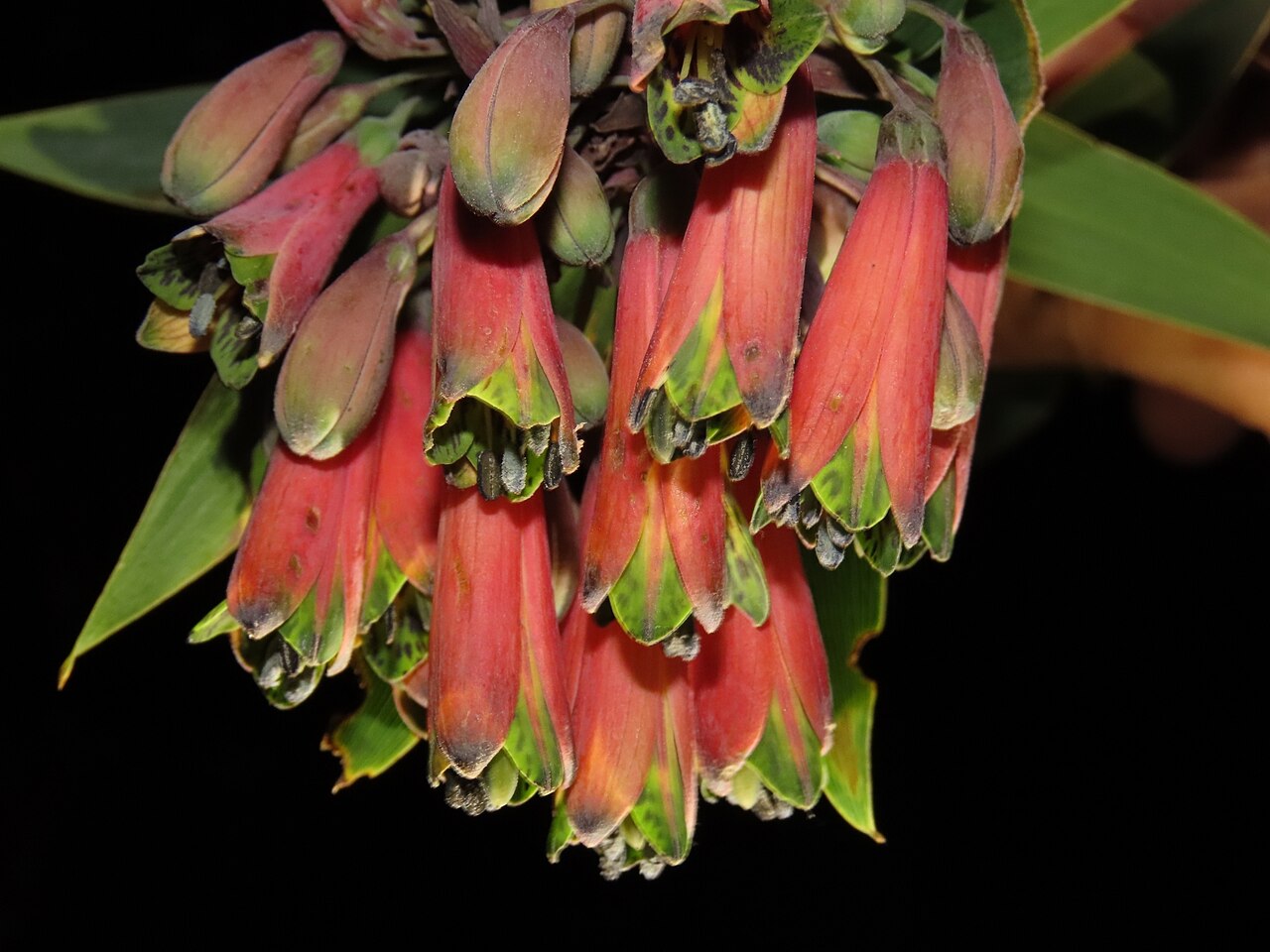 Bomarea goniocaulon