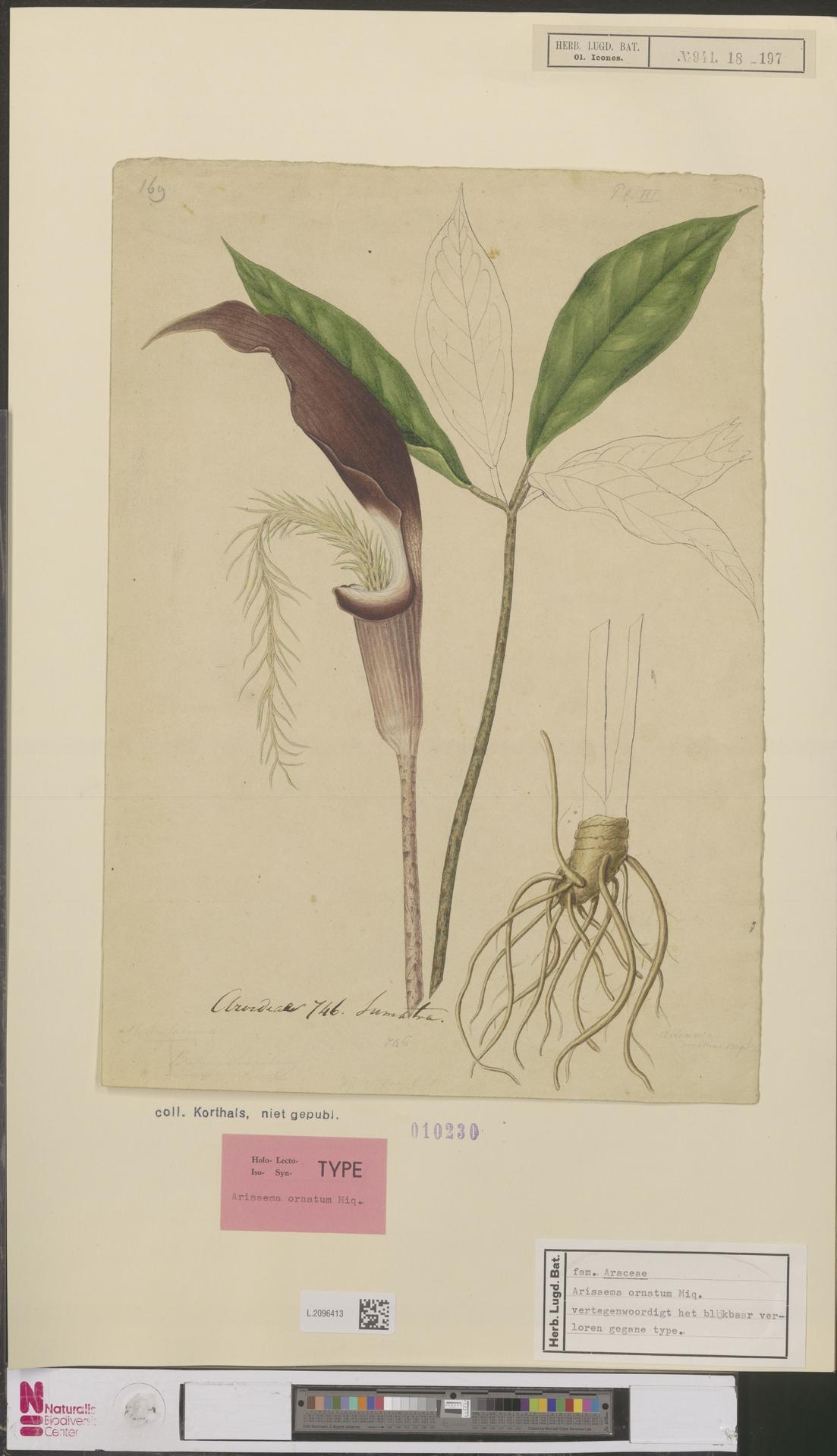 Arisaema ornatum