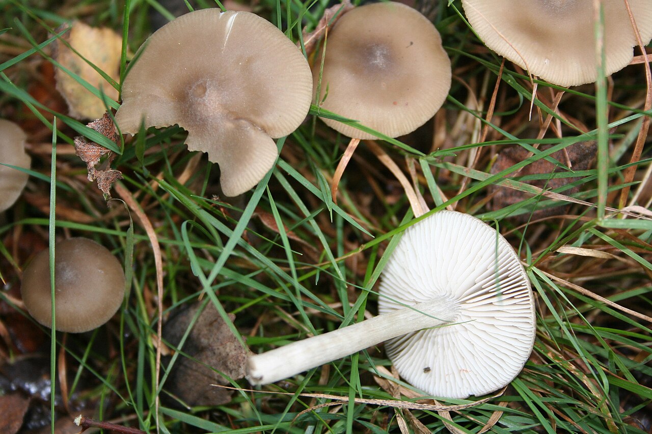 Entoloma sordidulum