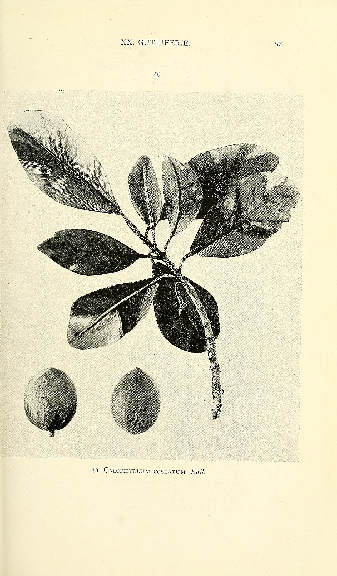 Calophyllum costatum