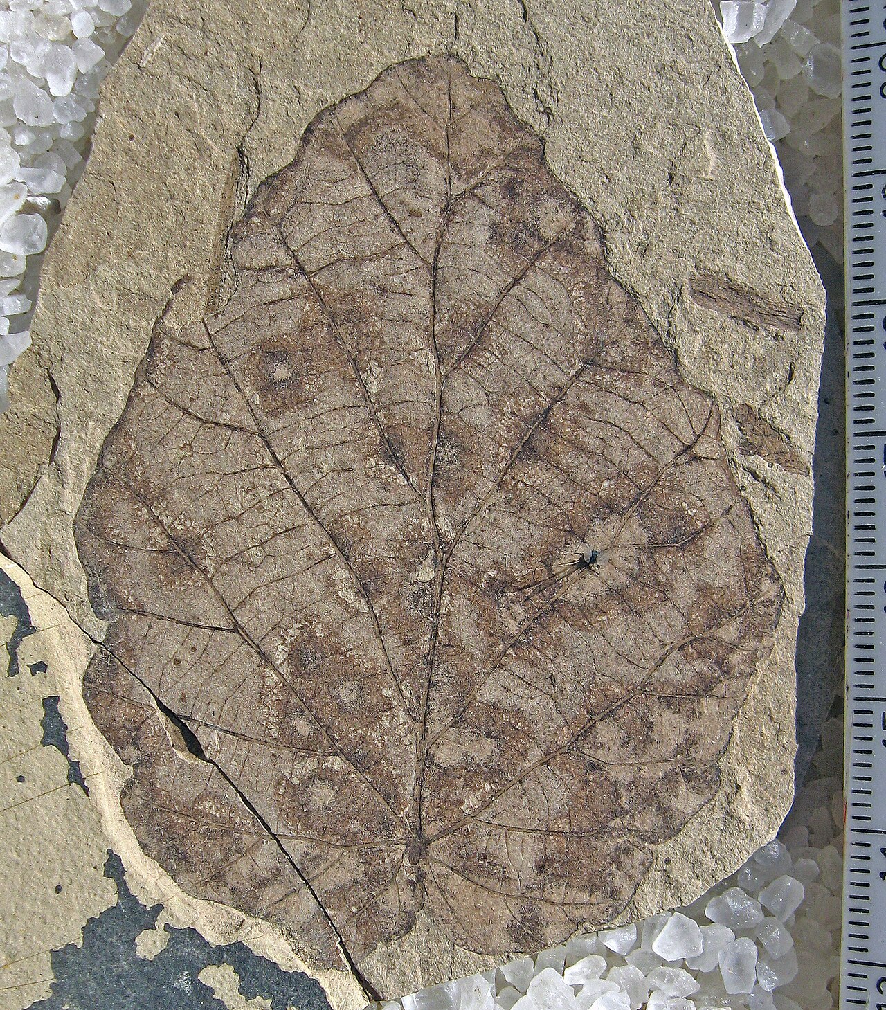 Fothergilla malloryi