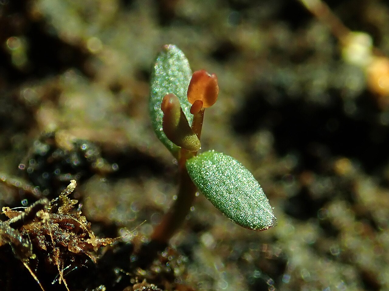 Vaccinium oxycoccos