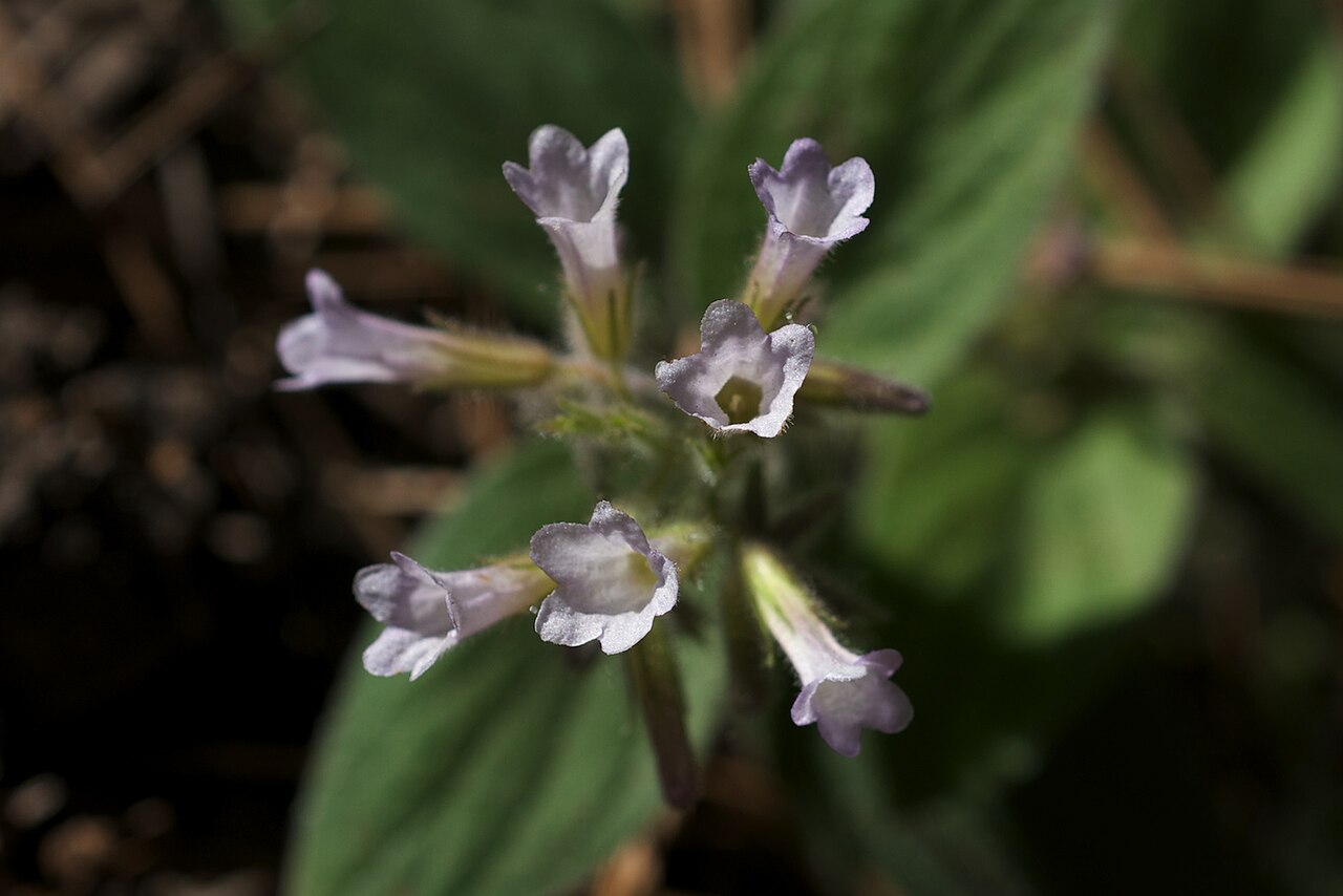 Draperia