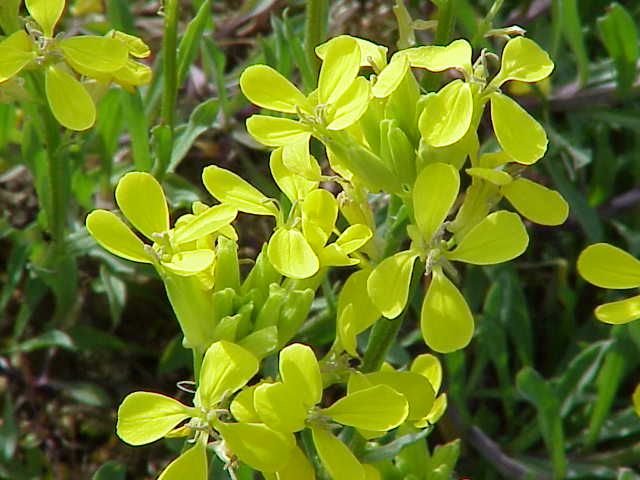 Erysimum rhaeticum