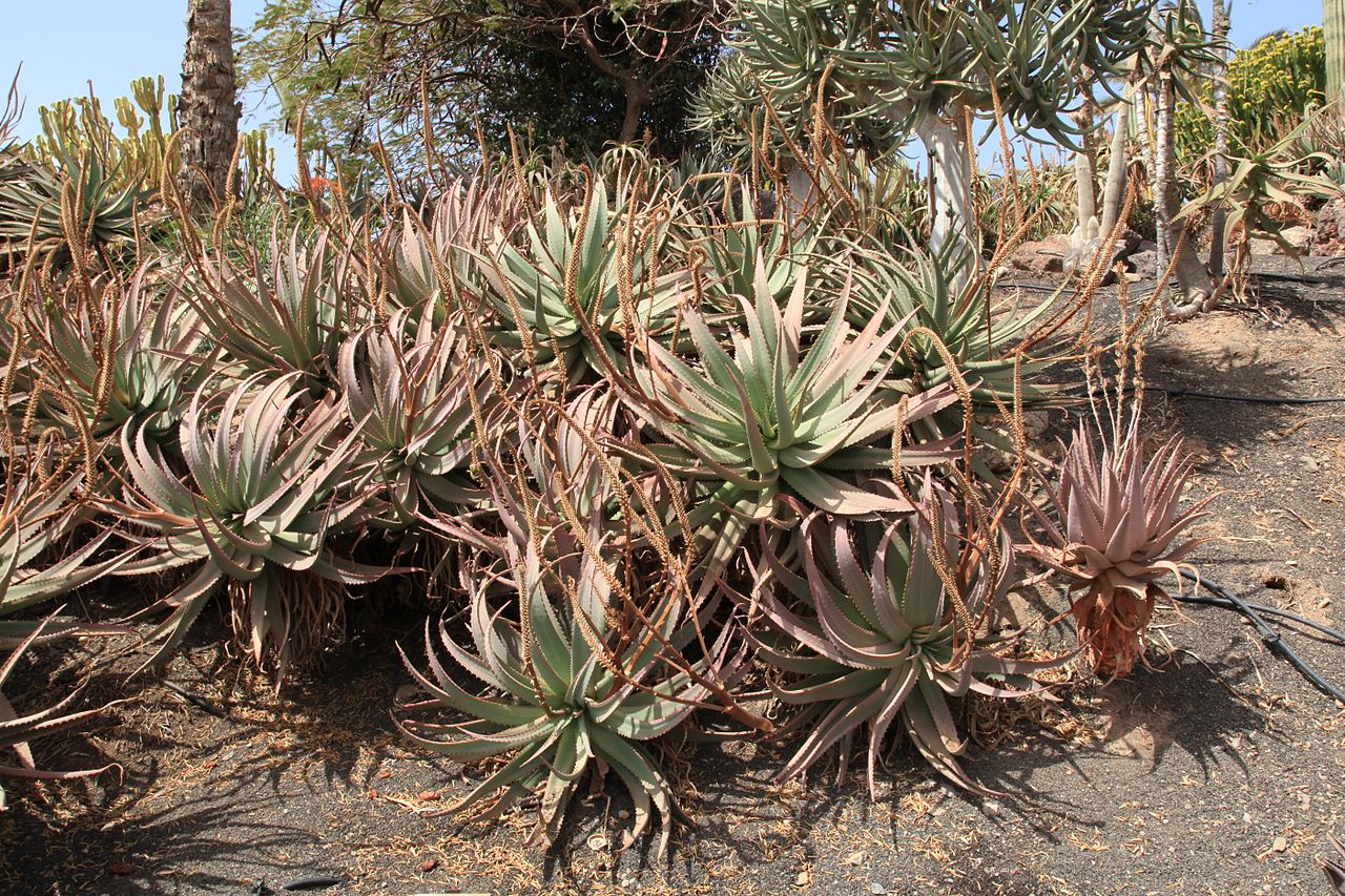 Aloe littoralis