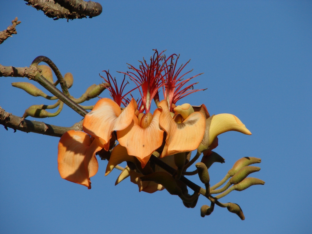 Erythrina velutina