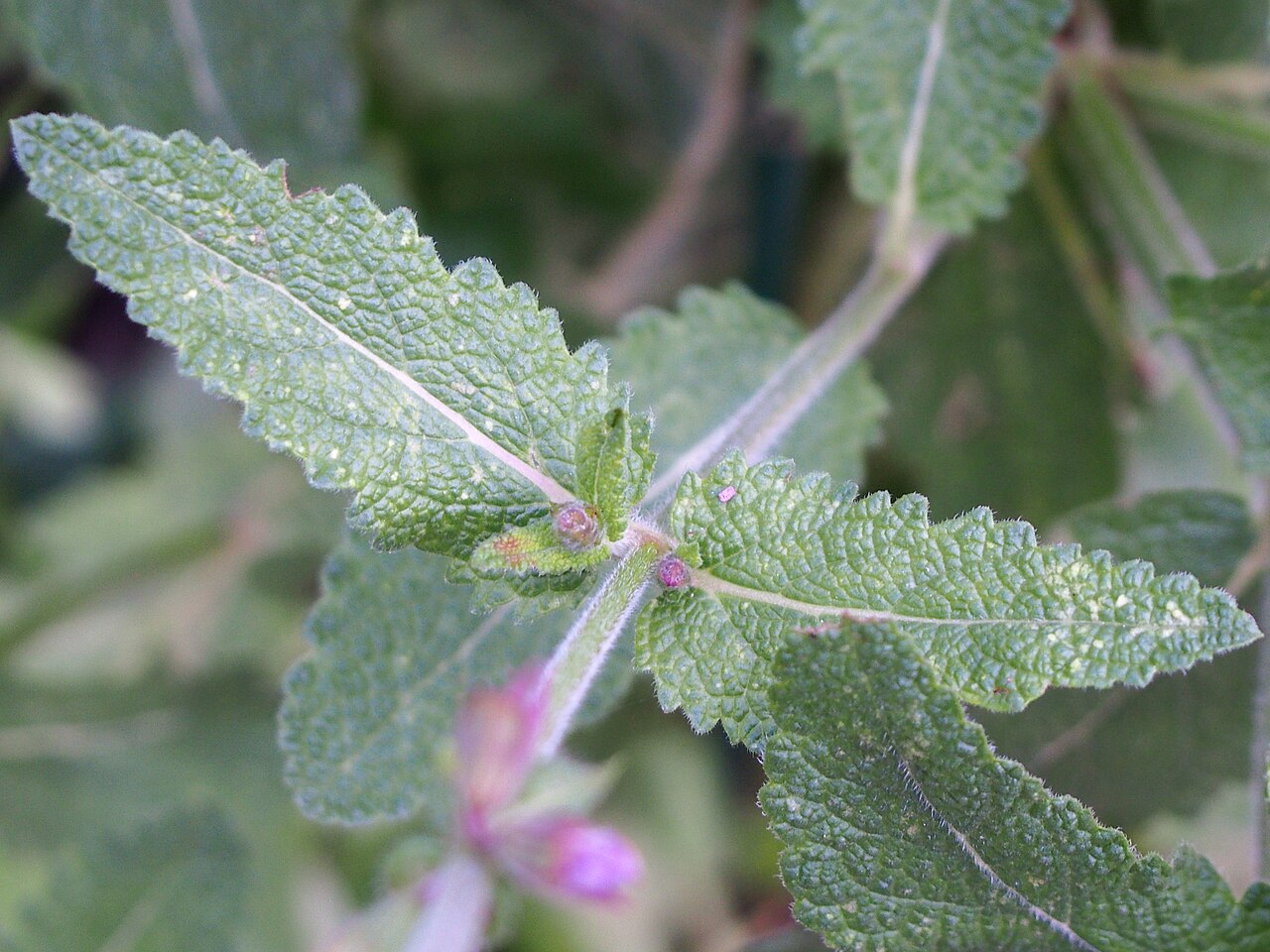 Salvia virgata