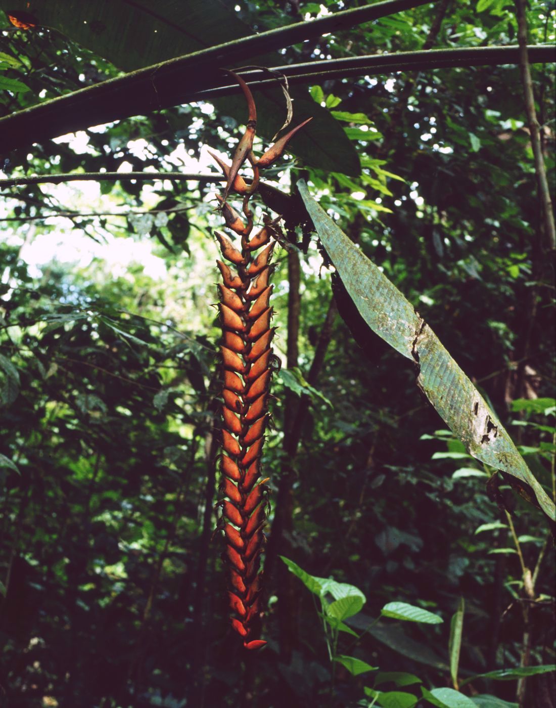 Heliconia stilesii