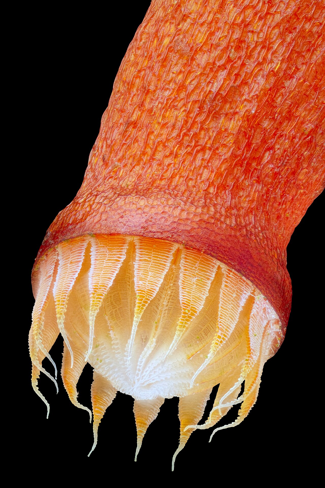 Bryum capillare
