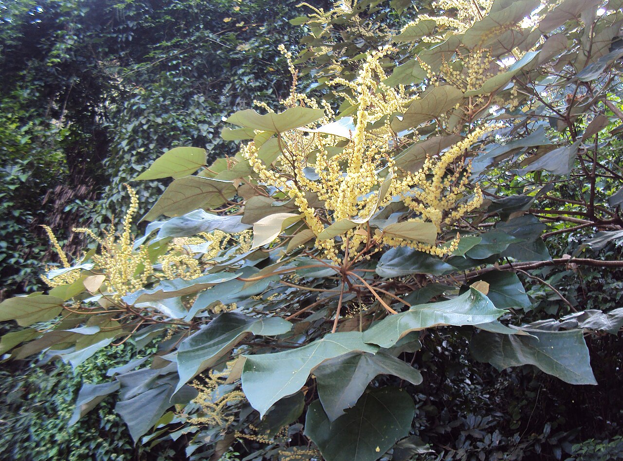 Mallotus tetracoccus