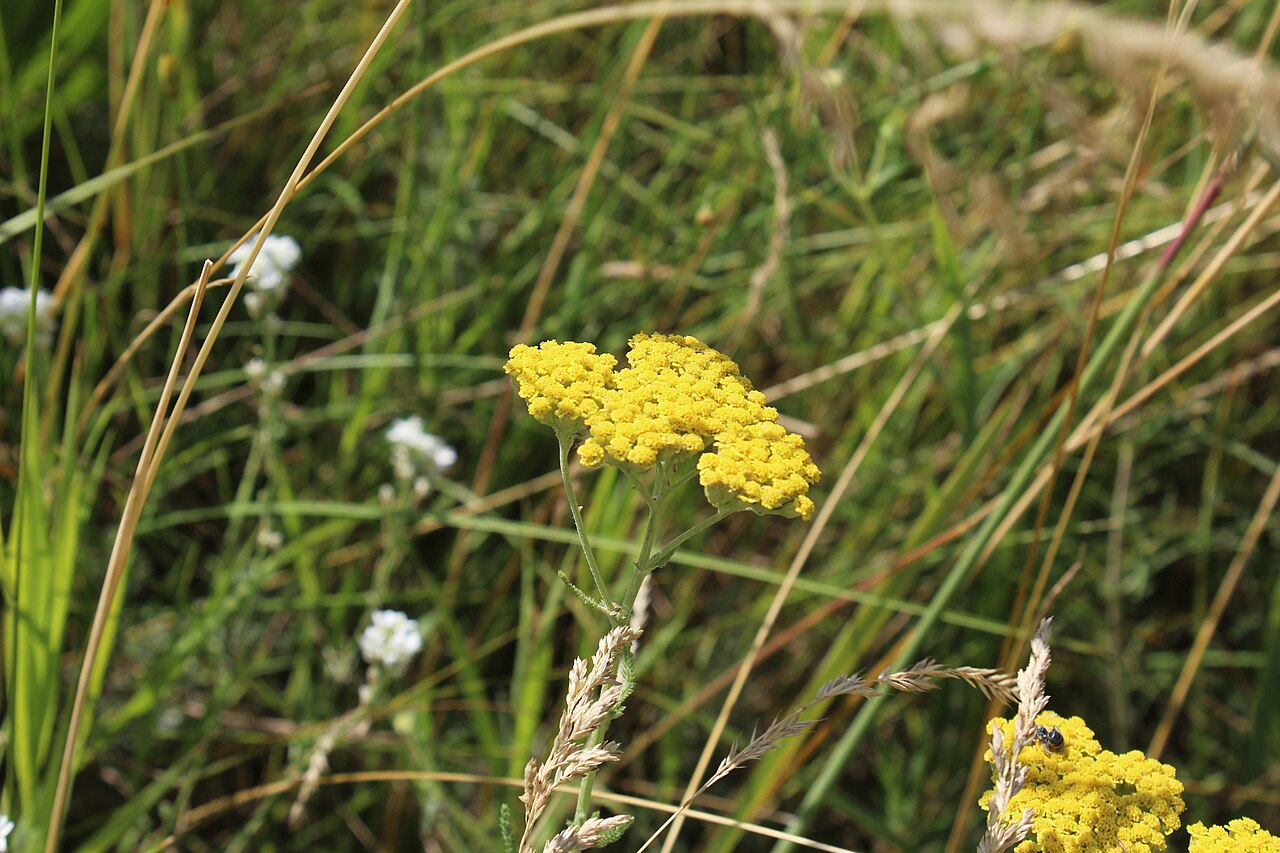 Achillea micrantha