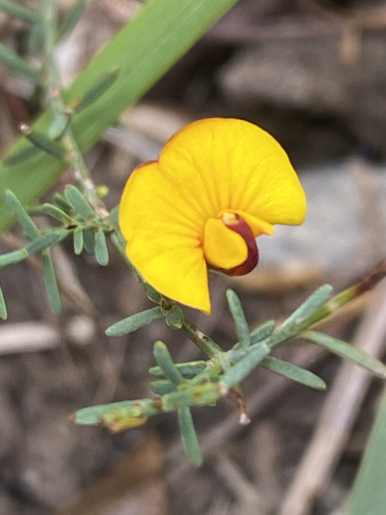 Common eutaxia