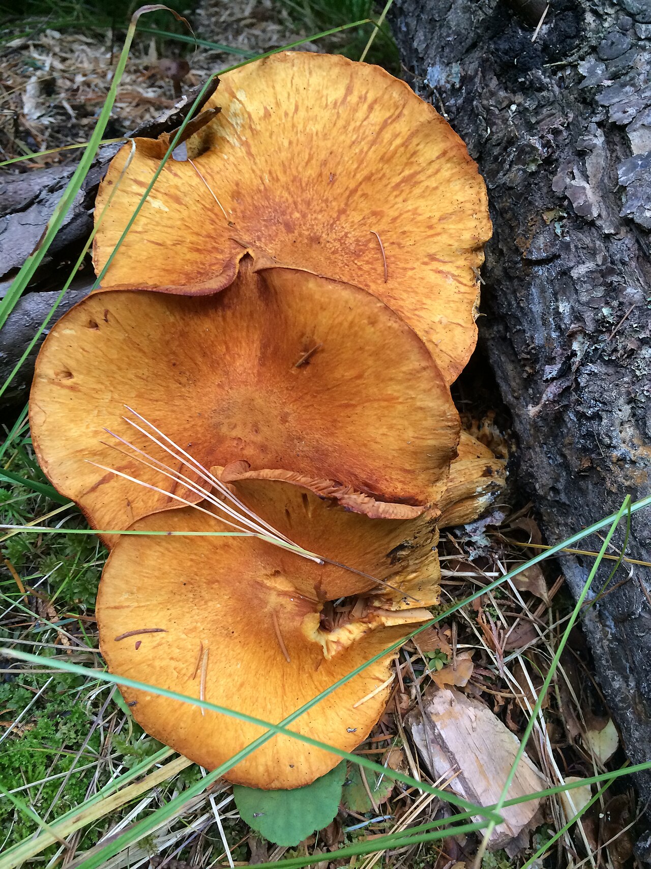 Gymnopilus magnus