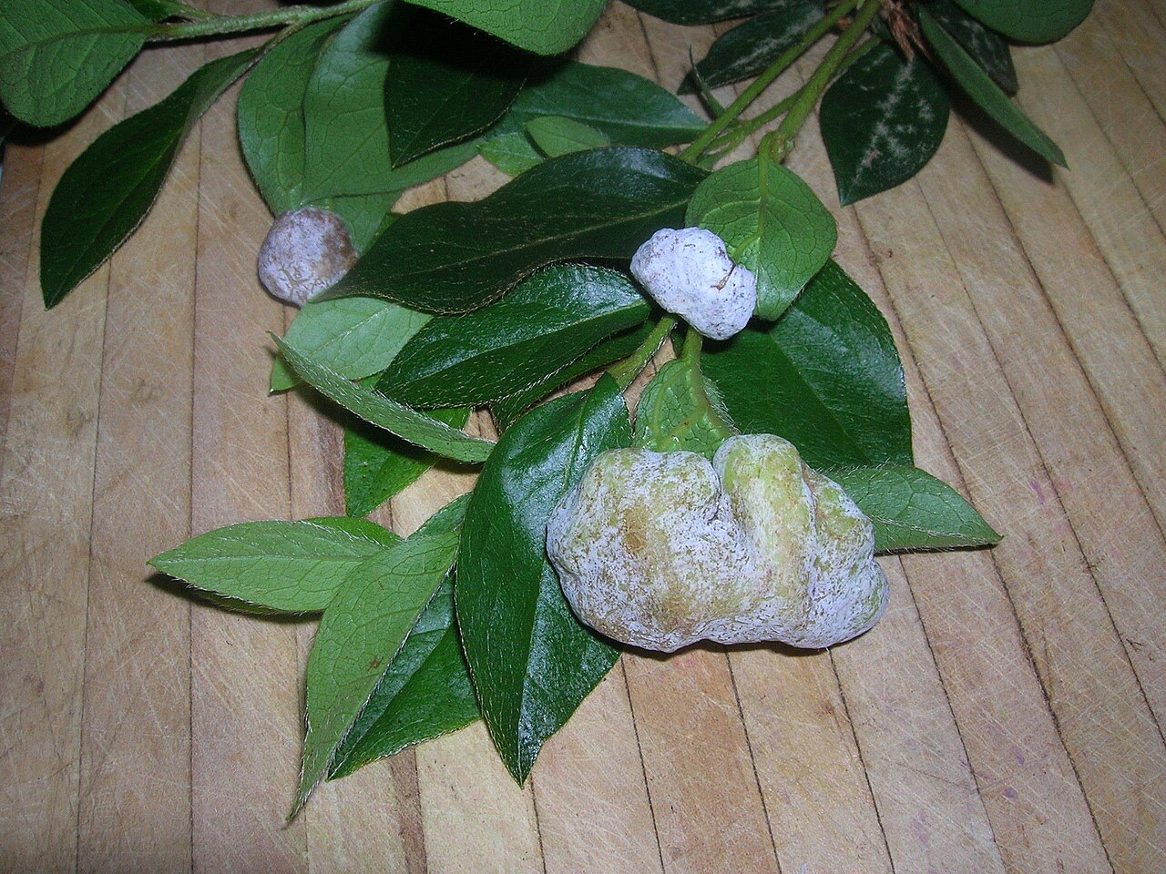 Exobasidium japonicum