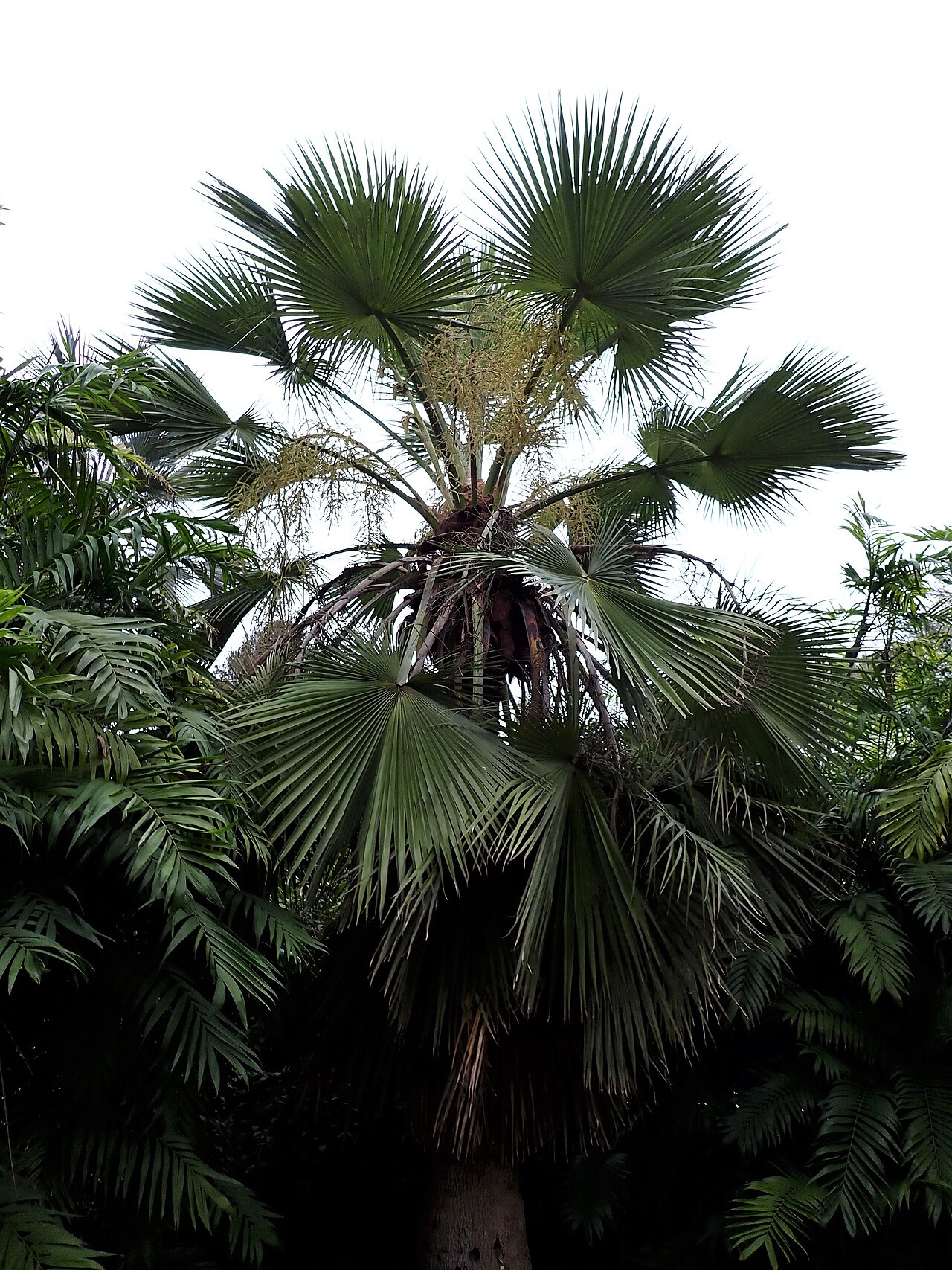 Brahea edulis