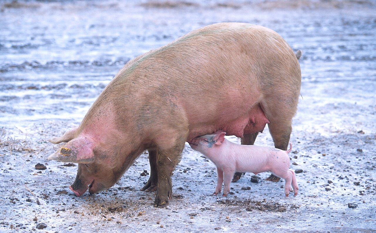 Pig