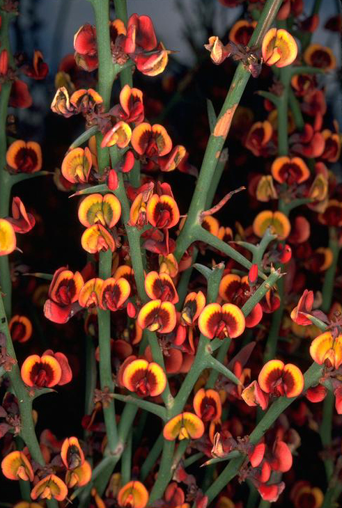 Daviesia intricata