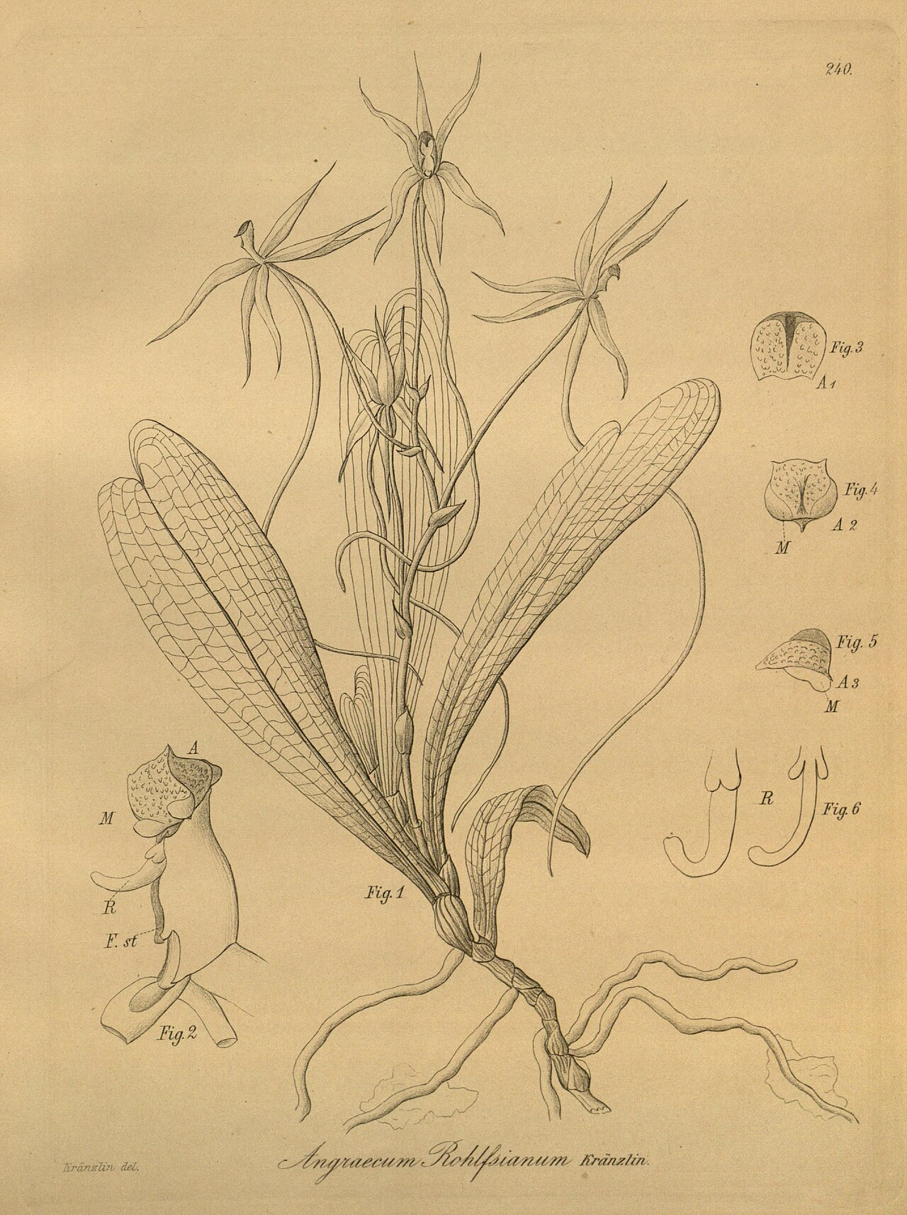Aerangis brachycarpa