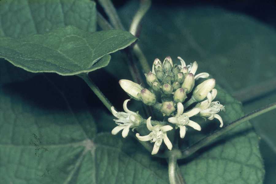 Cynanchum laeve