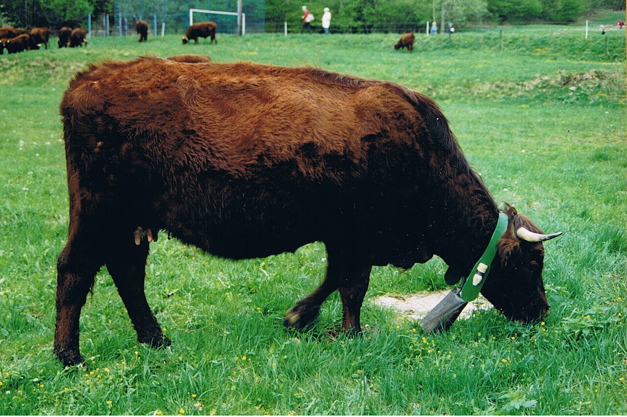 Harz red mountain cattle