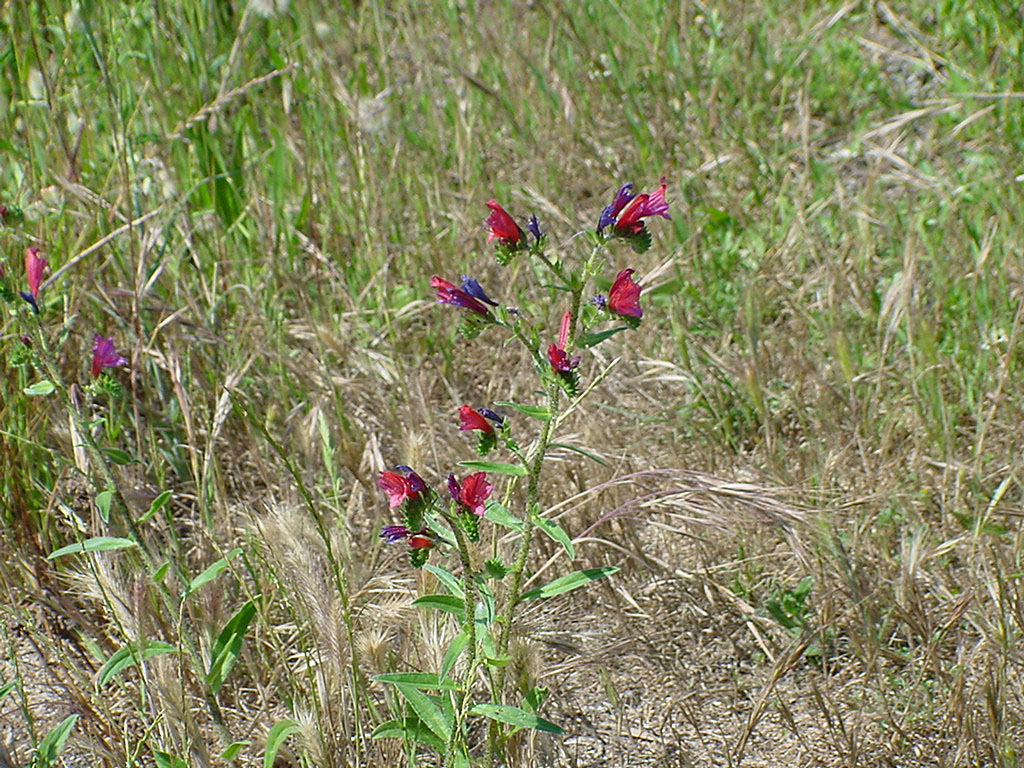 Echium creticum