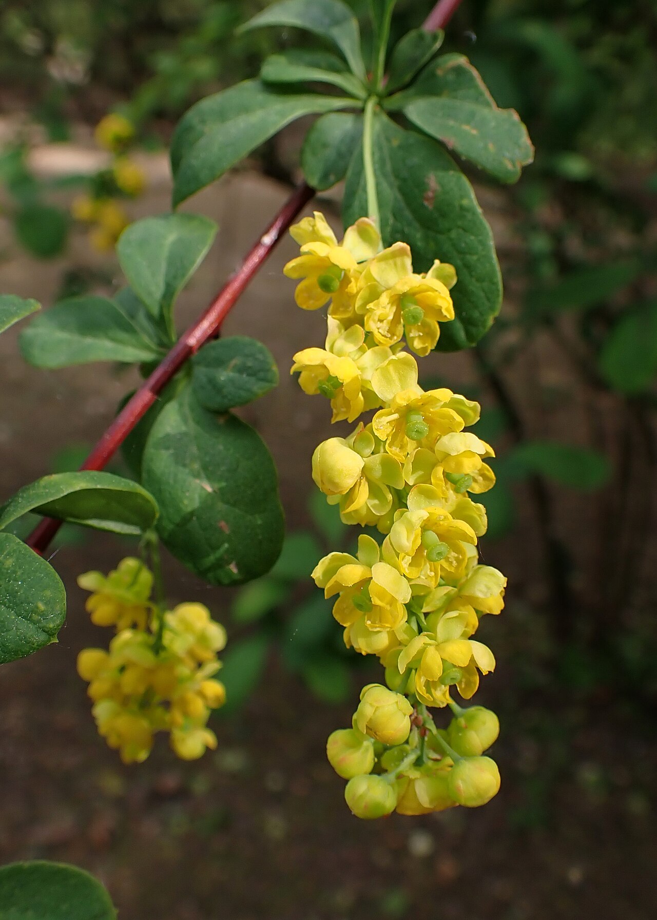 Berberis koreana
