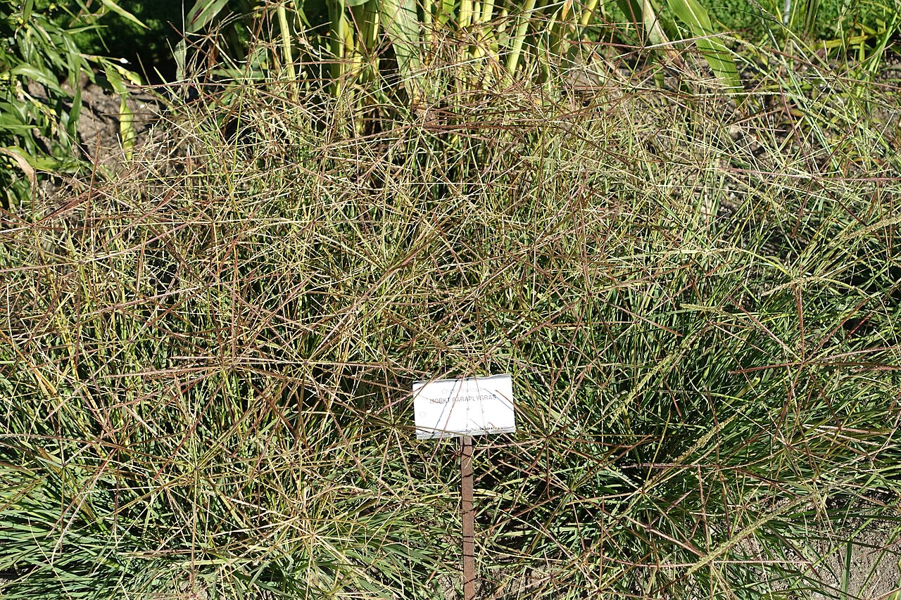 Chloris truncata
