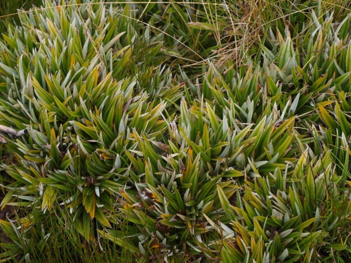 Astelia alpina