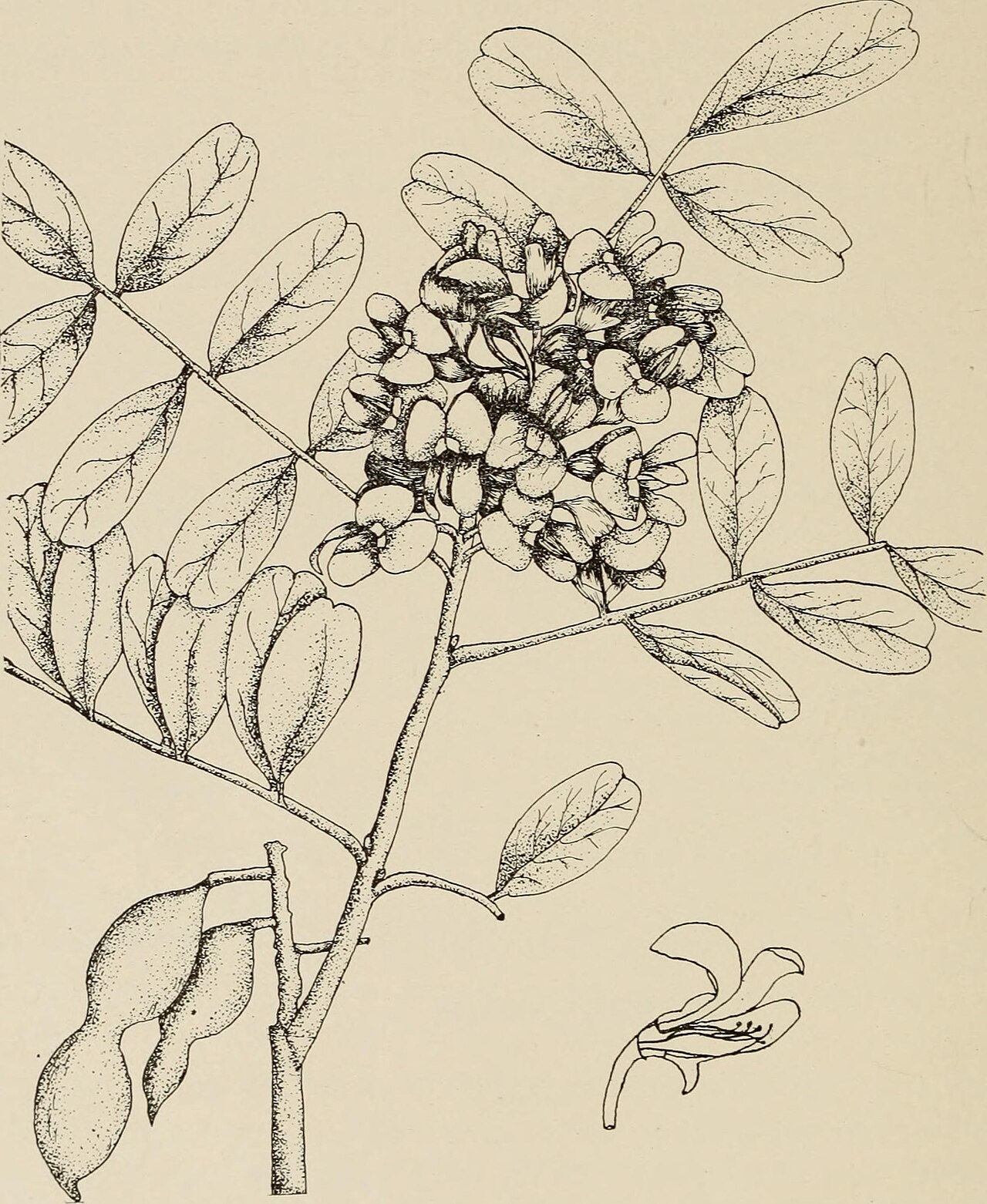 Eysenhardtia orthocarpa