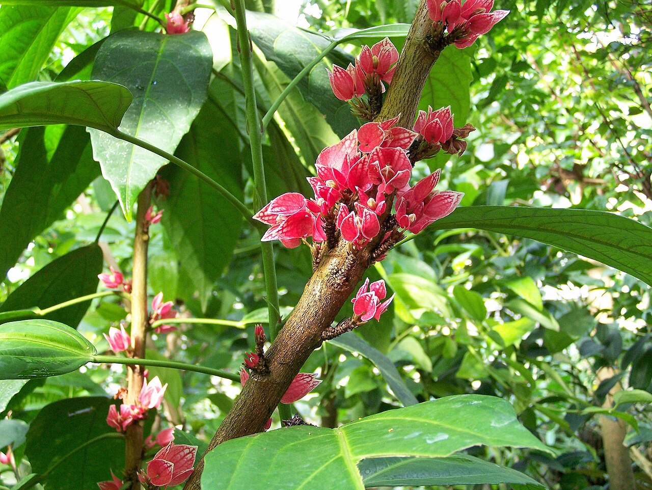 Pavonia cauliflora