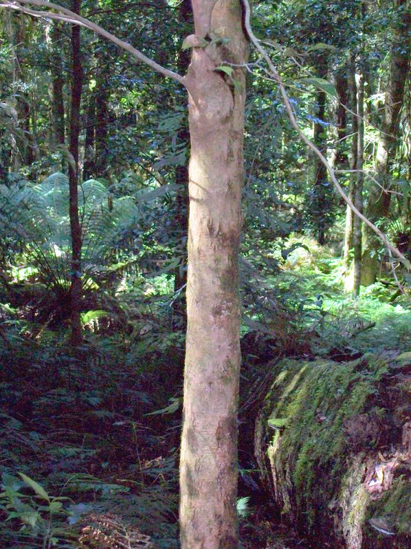 Scrub ironwood
