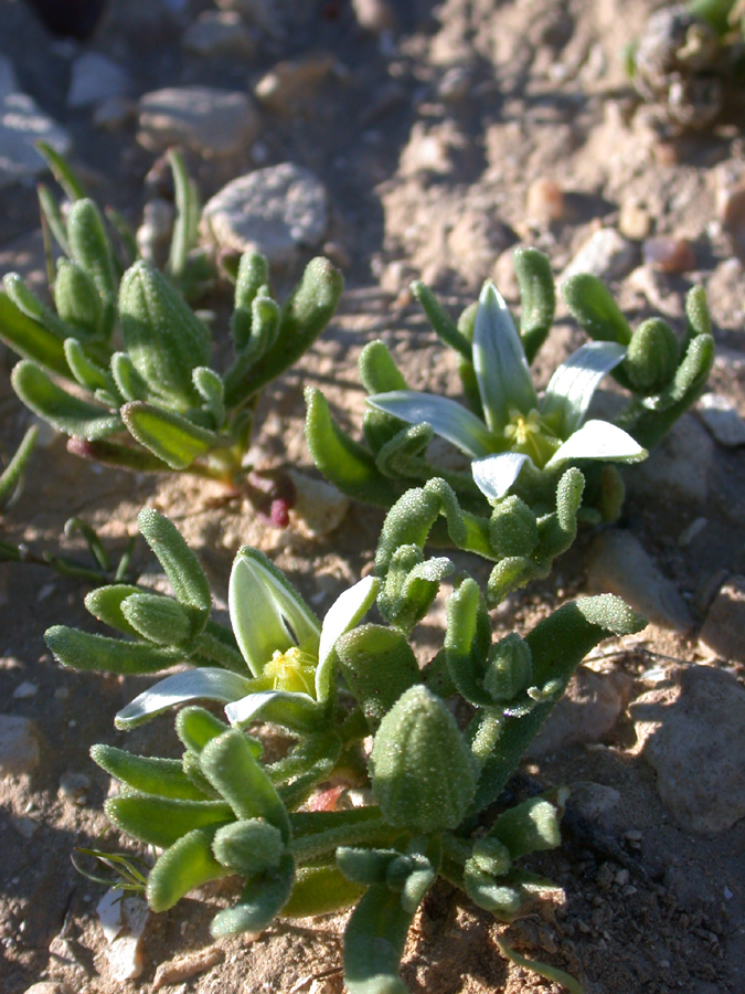 Aizoon hispanicum