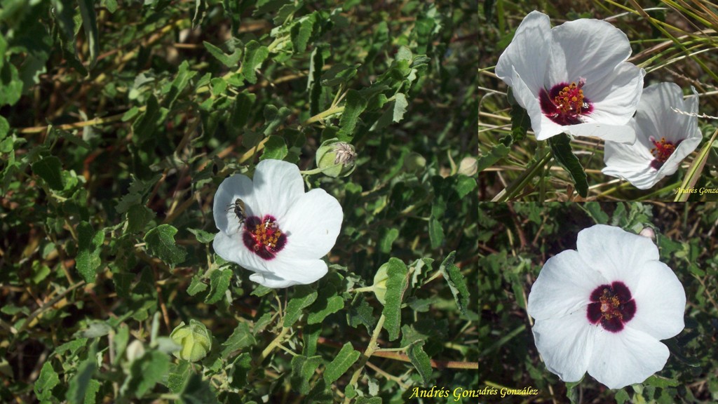 Pavonia aurigloba