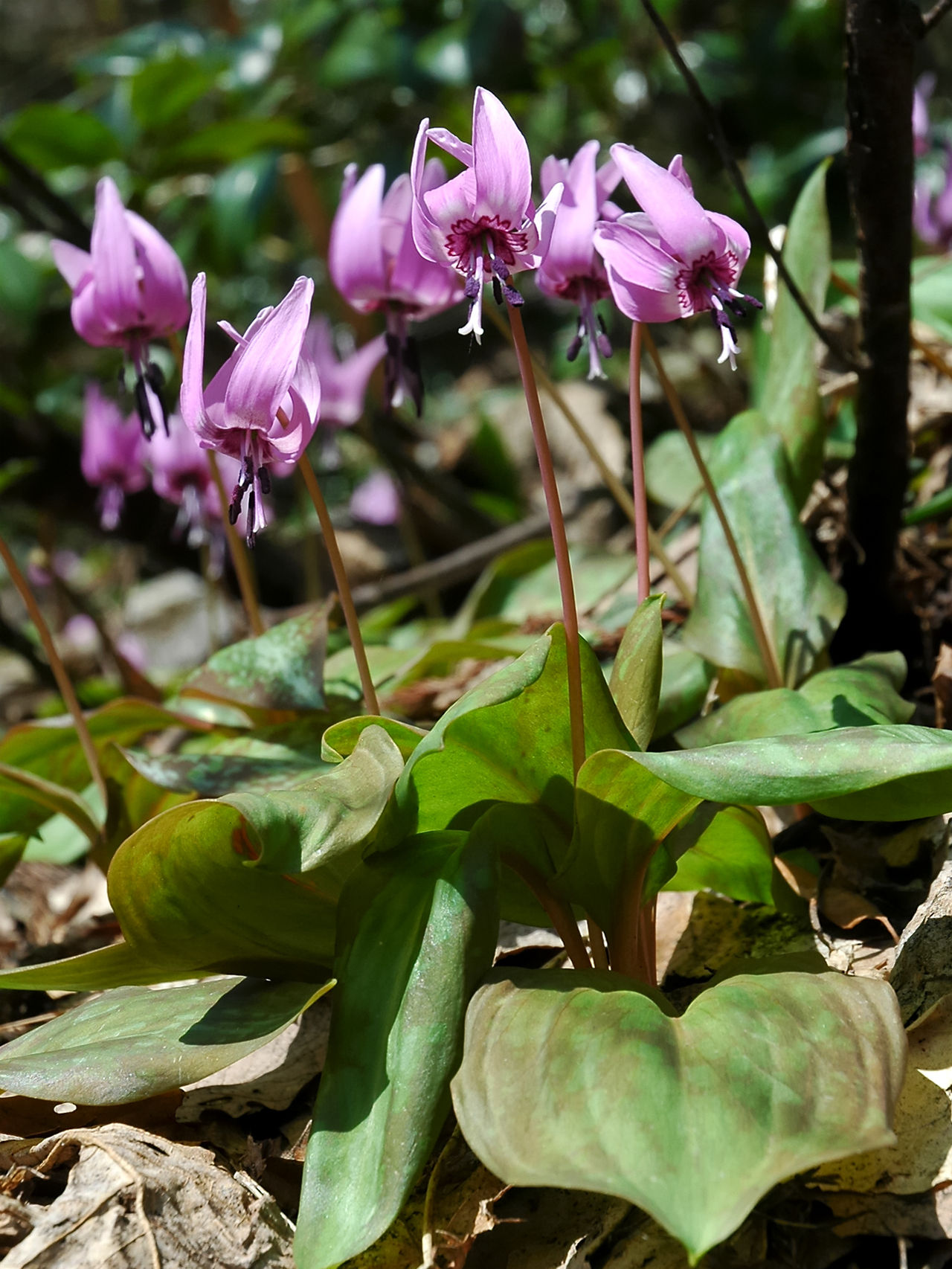 Asian fawn lily