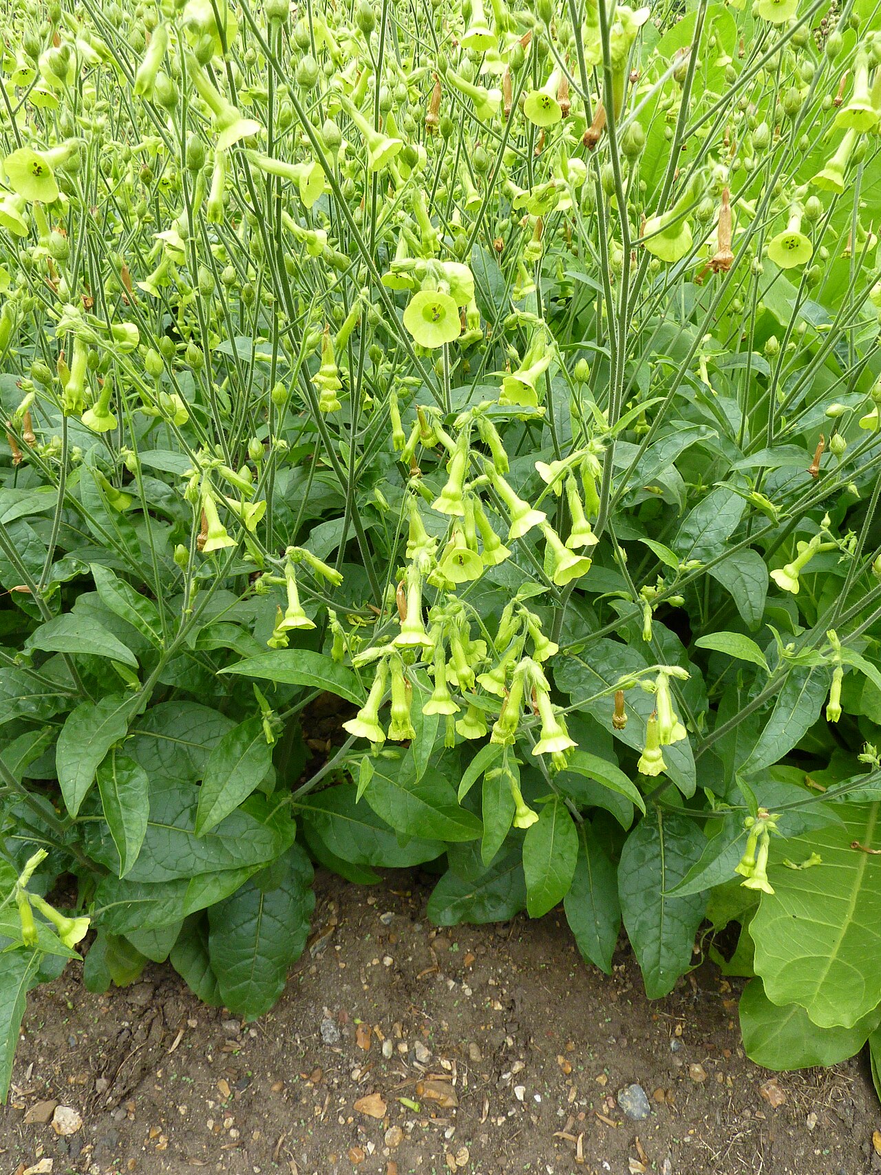 Nicotiana langsdorffii