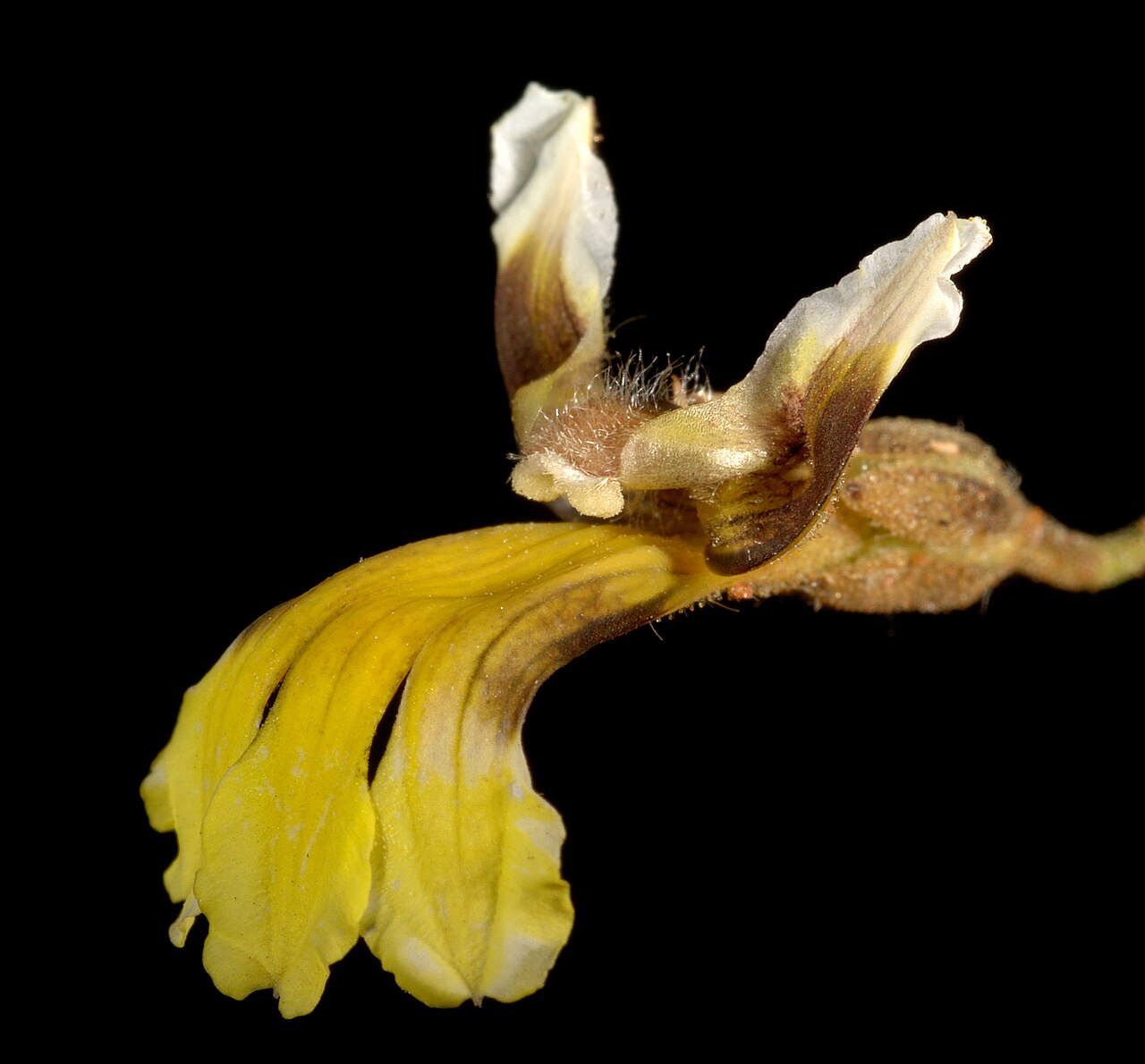 Goodenia microptera