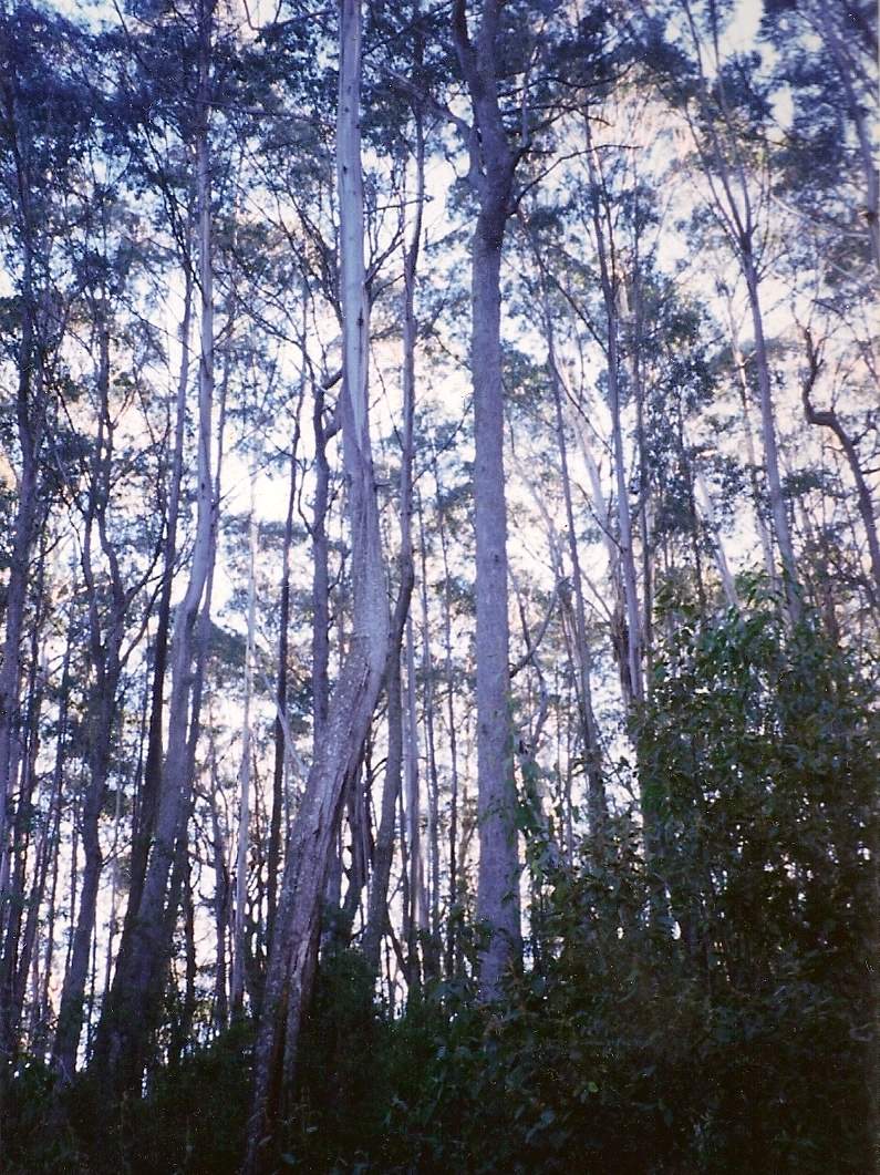 Big Badja gum