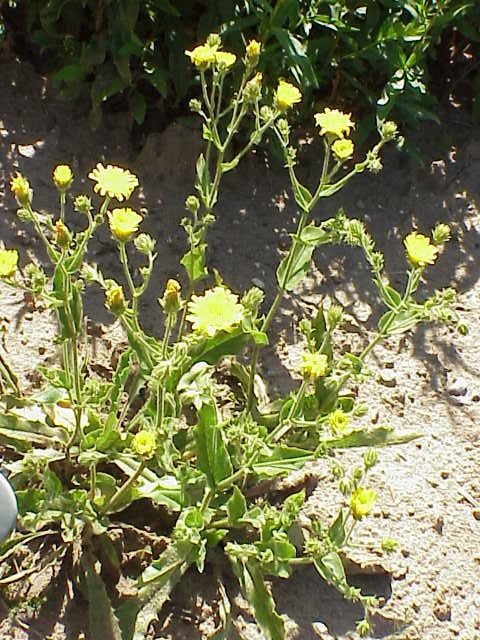 Sticky hawkweed