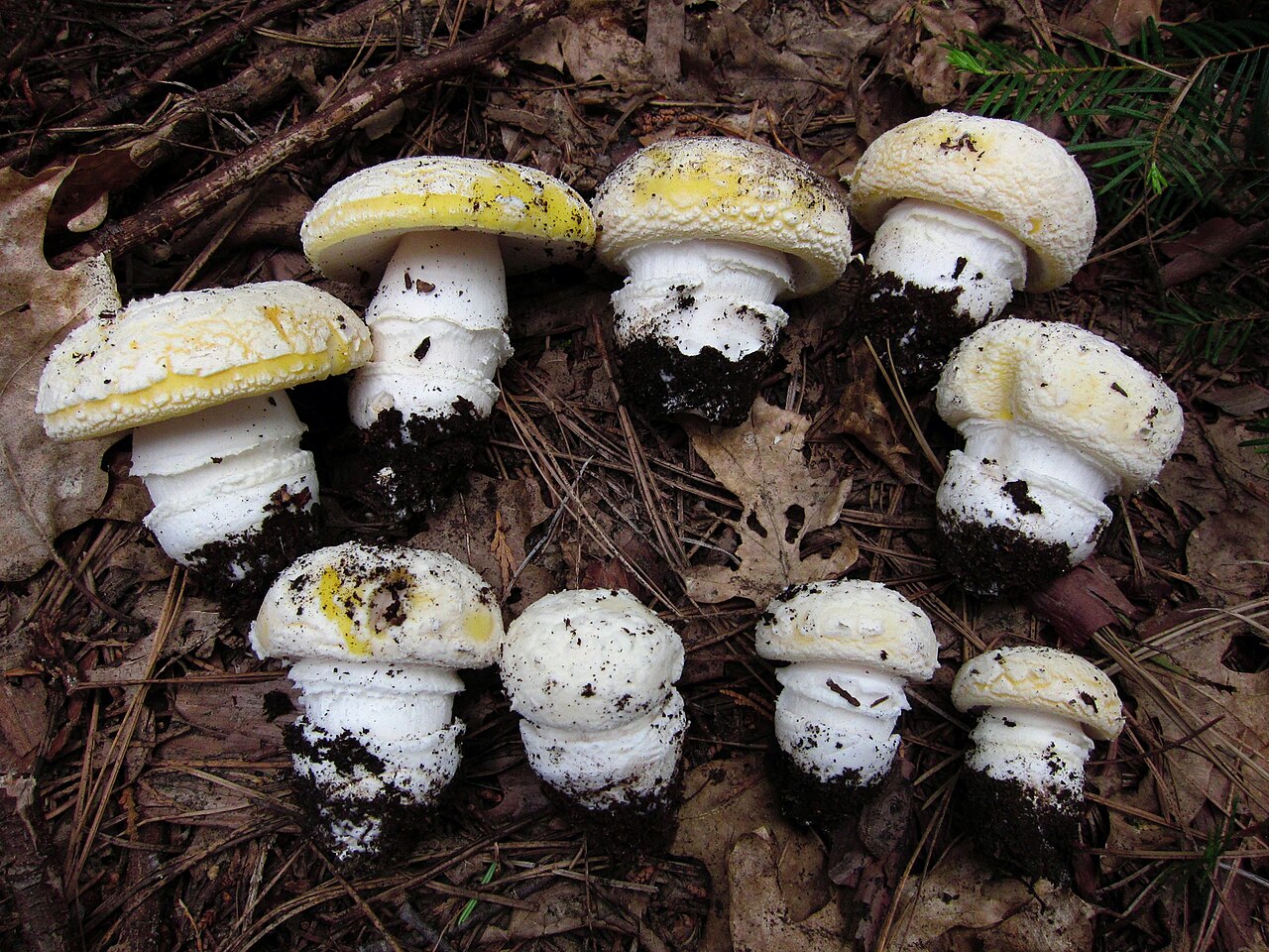 Sunshine amanita