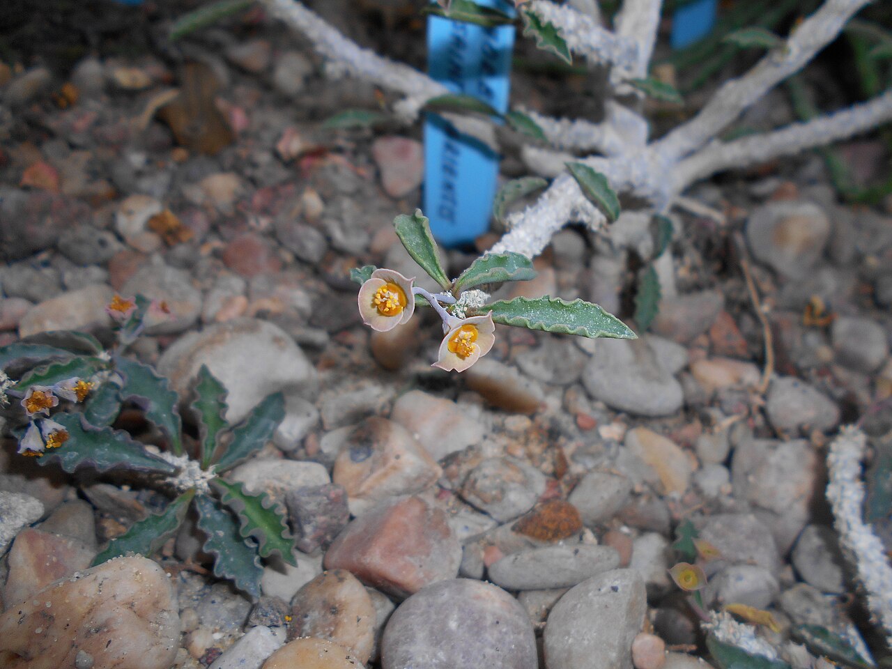 Euphorbia cap-saintemariensis