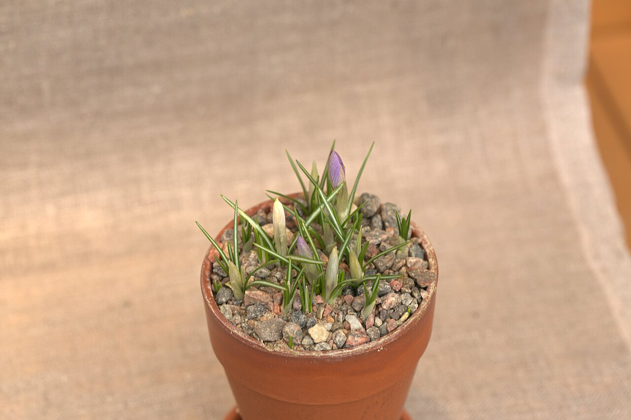 Crocus etruscus