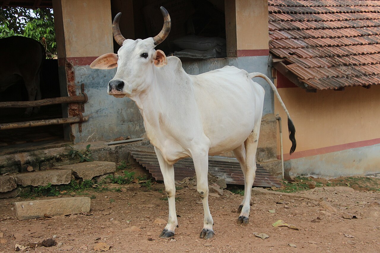 Nagori