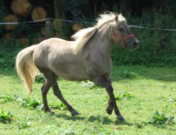 German Classic Pony