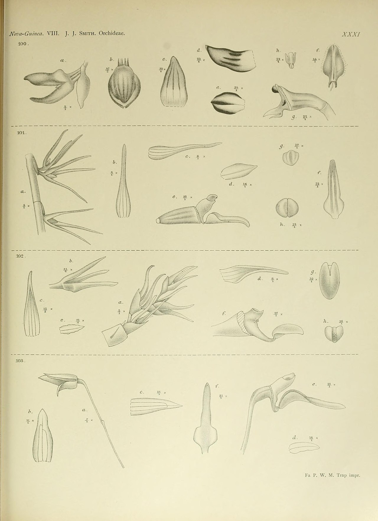 Bulbophyllum futile