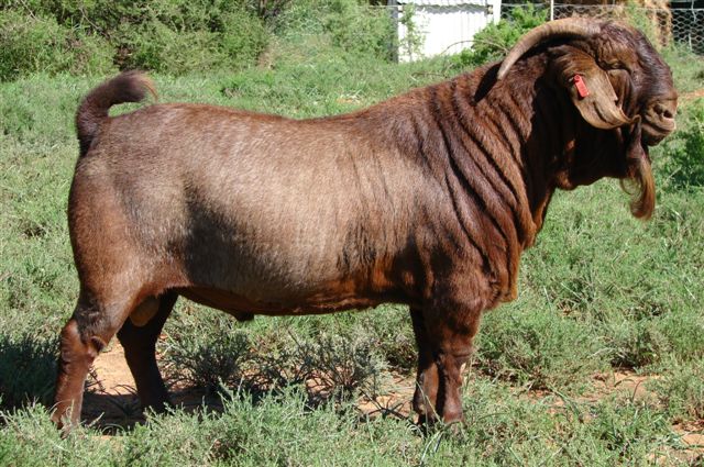 Kalahari Red