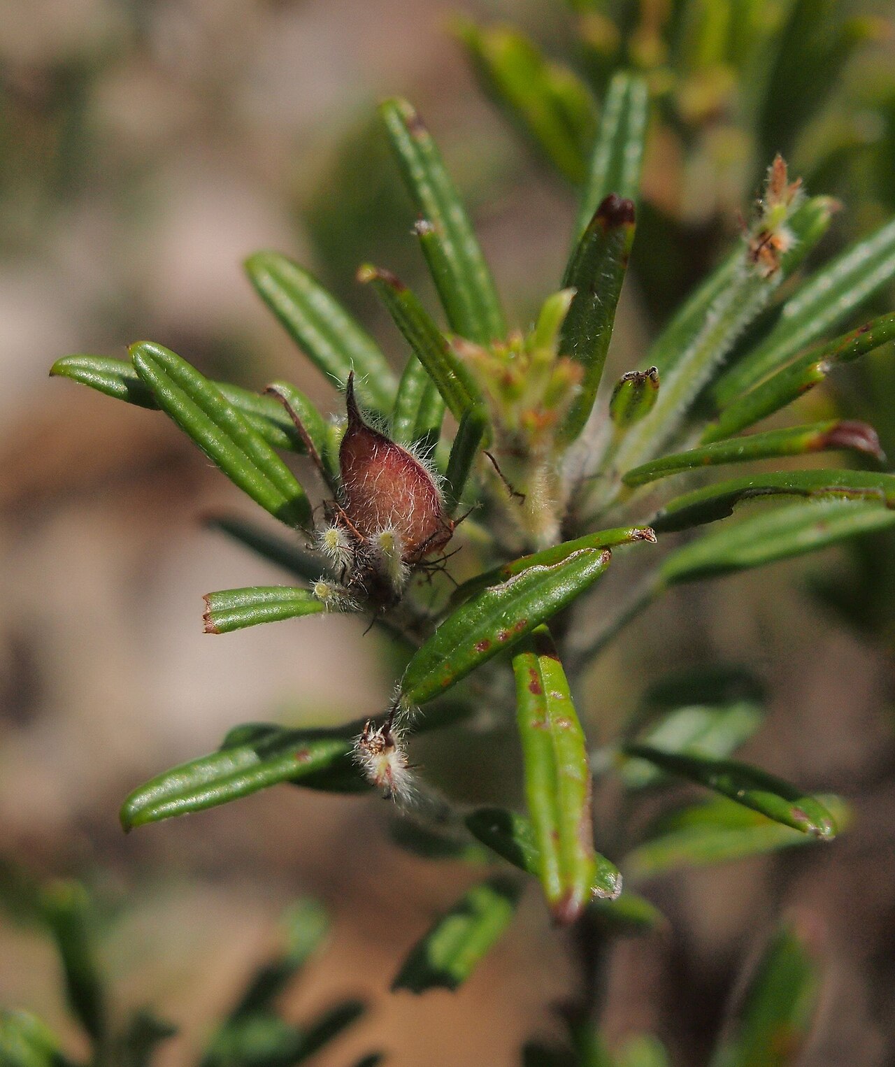 Pultenaea petiolaris