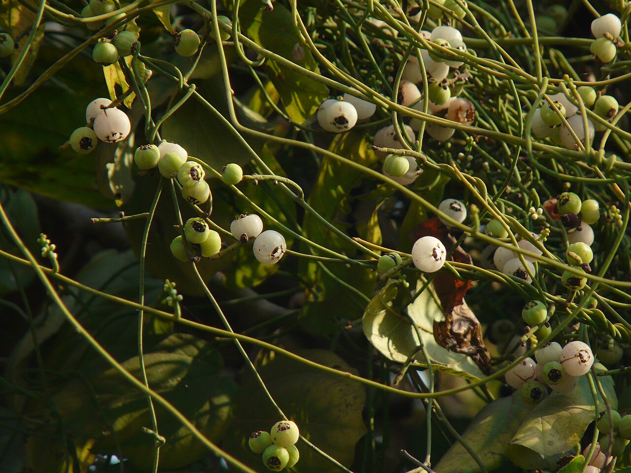 Cassytha capillaris