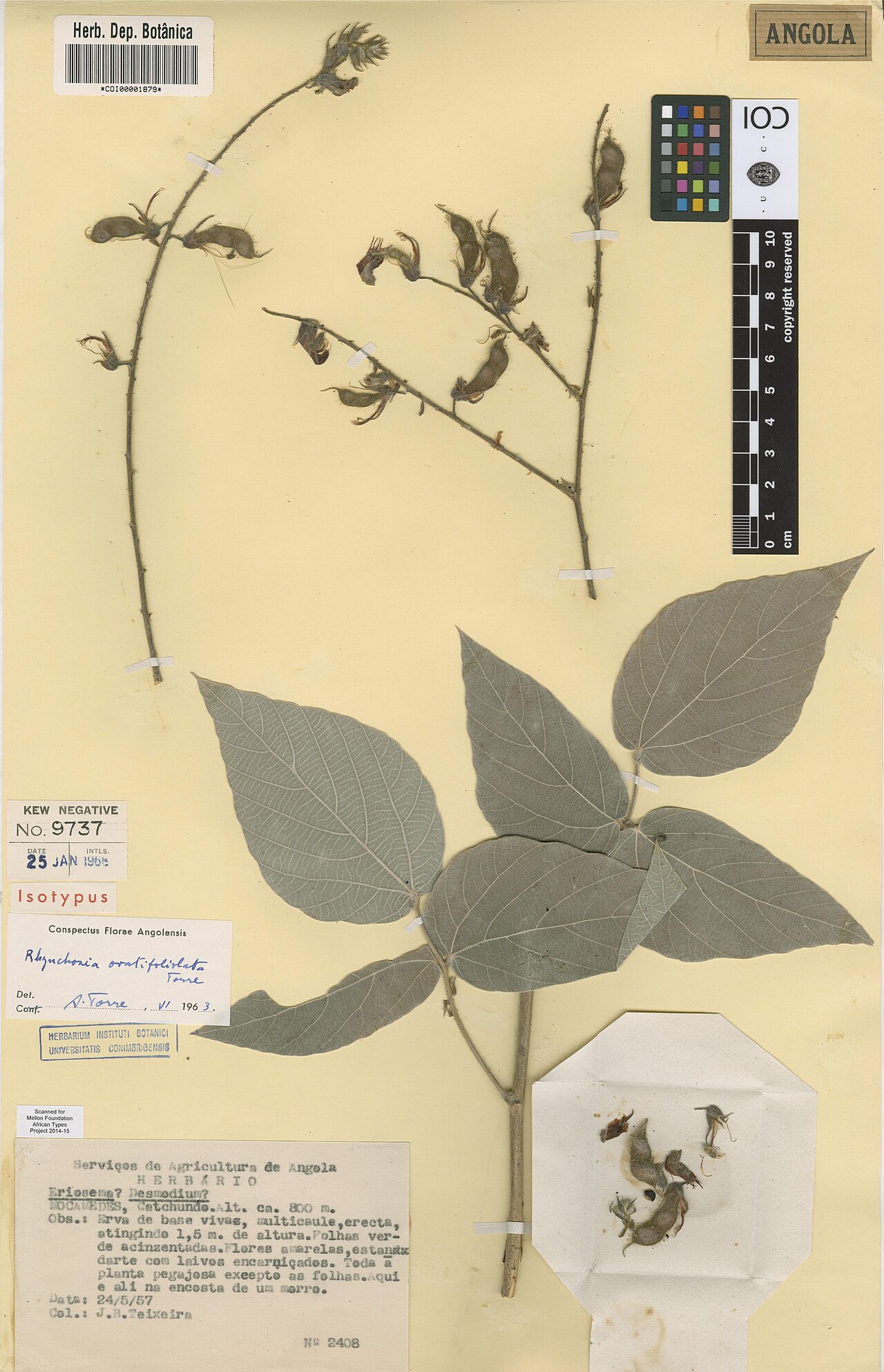 Rhynchosia ovatifoliolata