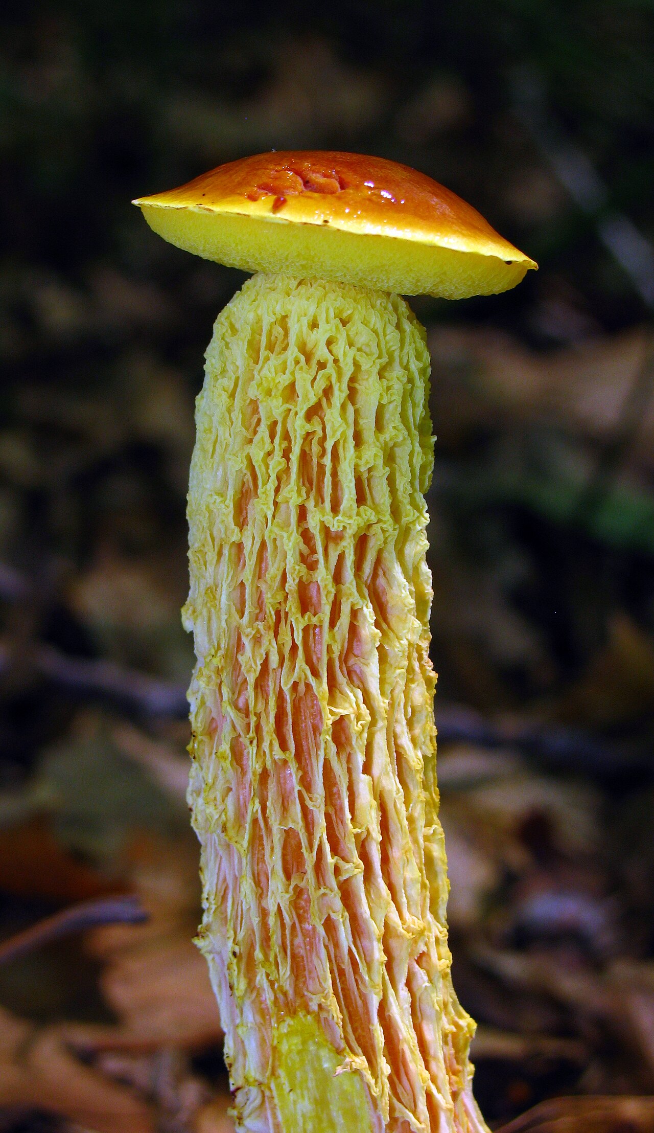 Heimioporus betula